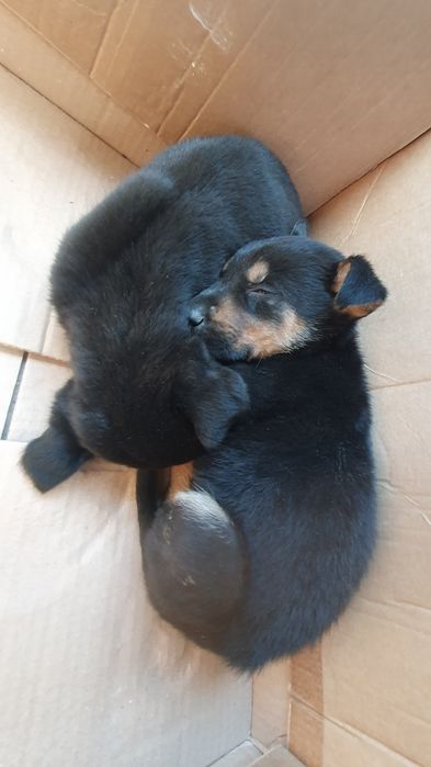 Donez catelusi / Posibil Rottweiler Metis