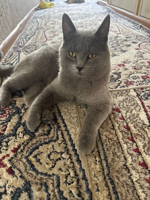 Породистий кошки.