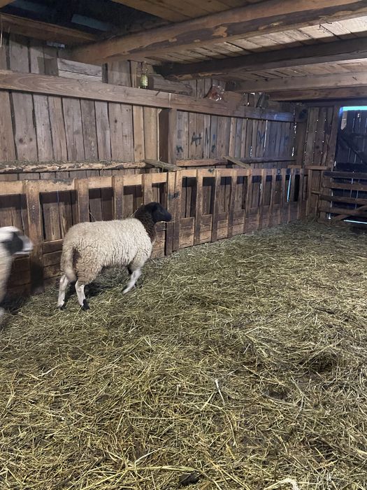 De vanzare o pereche de miei dorper