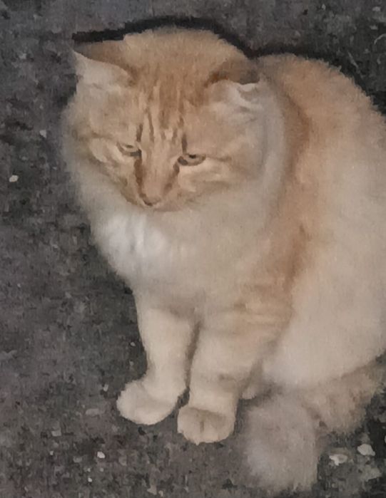 Отдам кота в добрые руки