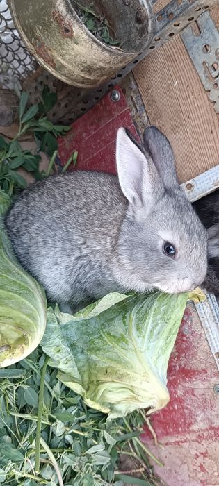 Көжектер 1ай болған