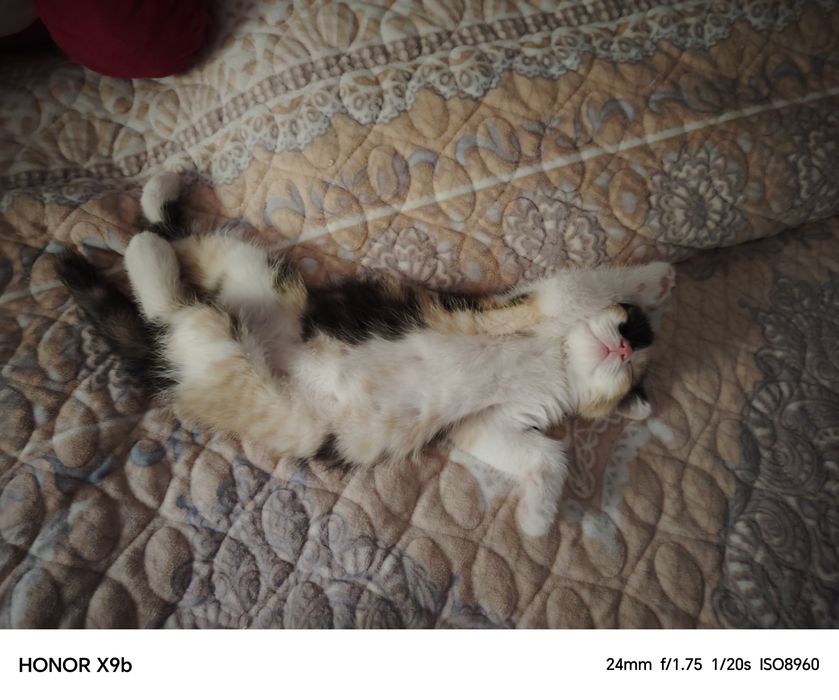 Котёнок девочка продам