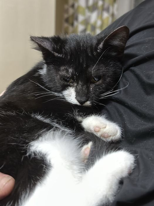 Сррчно, Котенок ищет семью