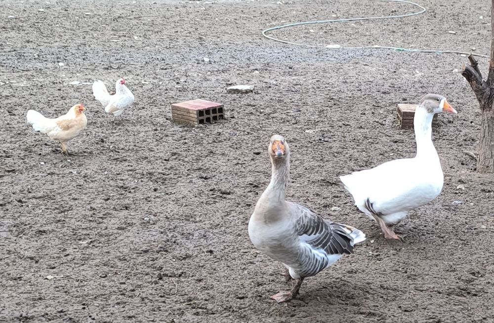 Селски гъски и декоративни кокошки и петлета