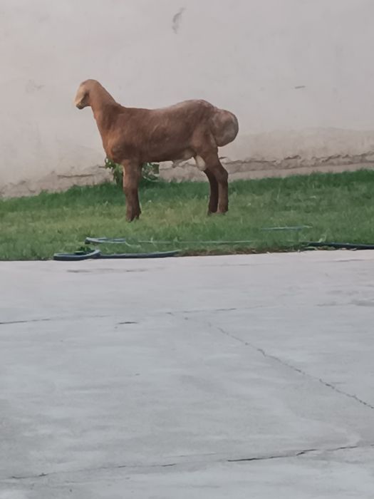 Quzi qôchqor sotiladi