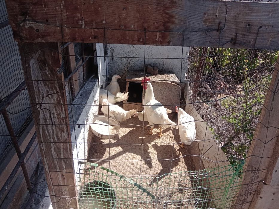 Бял Легхорн ярки на 5месеца