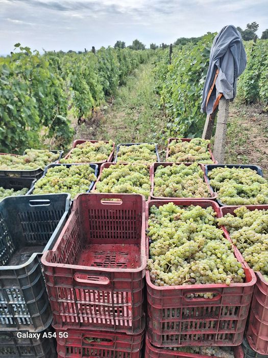 Struguri de vin producție proprie