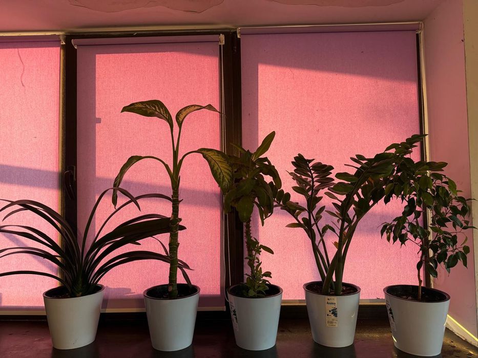 домашние цветы .