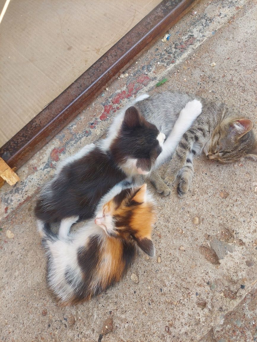 Котенок девочка 3 месяца мышелов