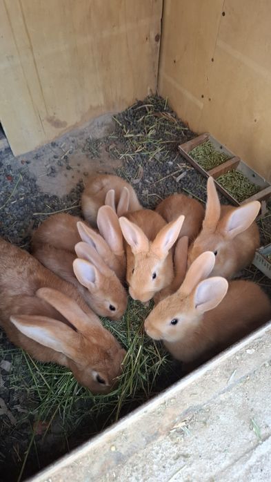 Quyon bollari sotiladi