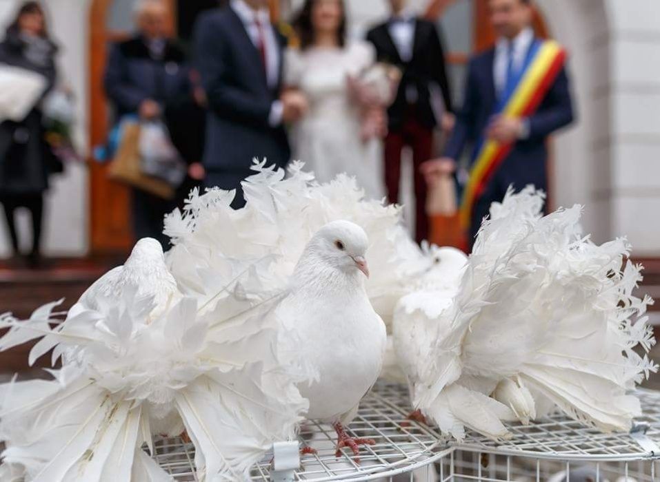 Porumbei albi 350 lei Iași
