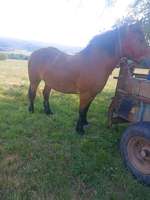 Vand manza de 2 ani și 5 luni