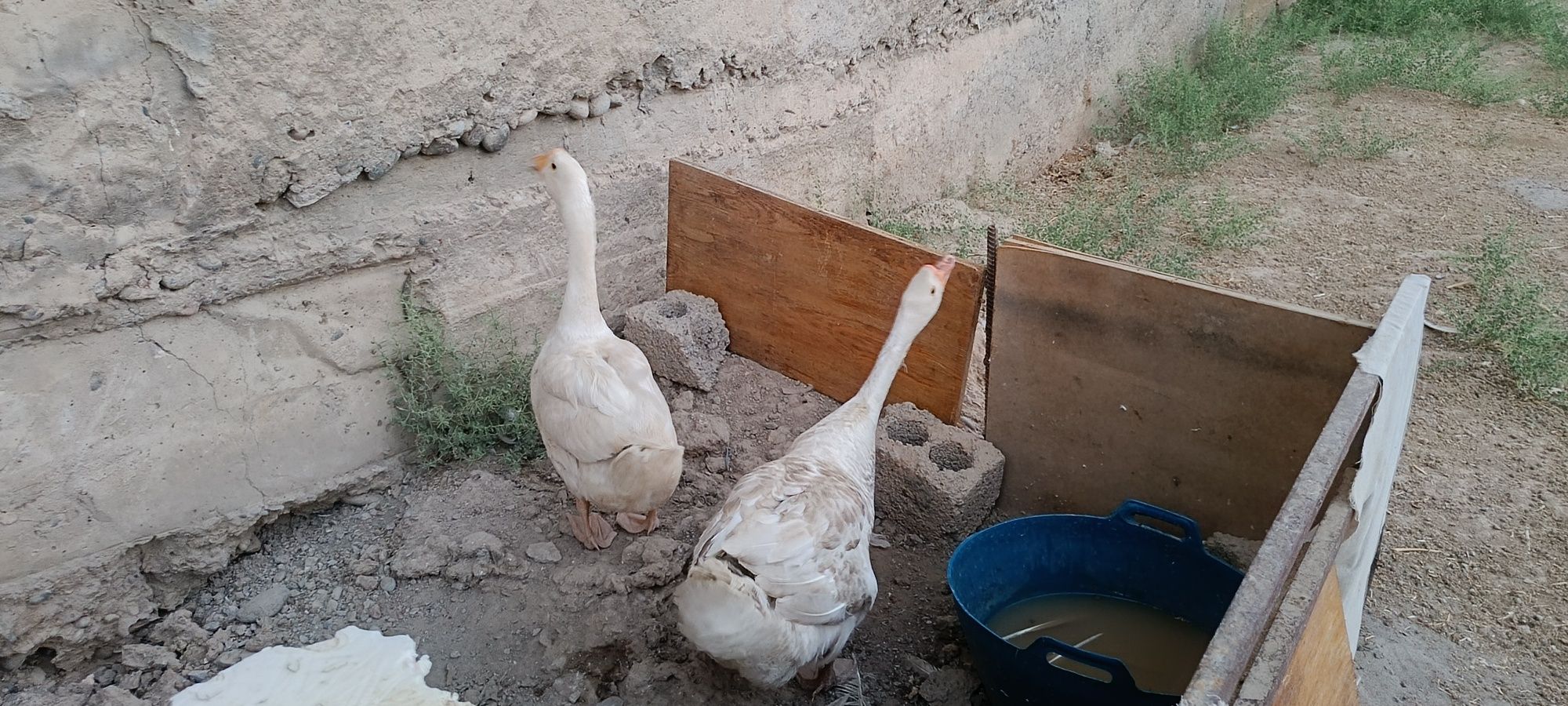 G'ozlar sotiladi