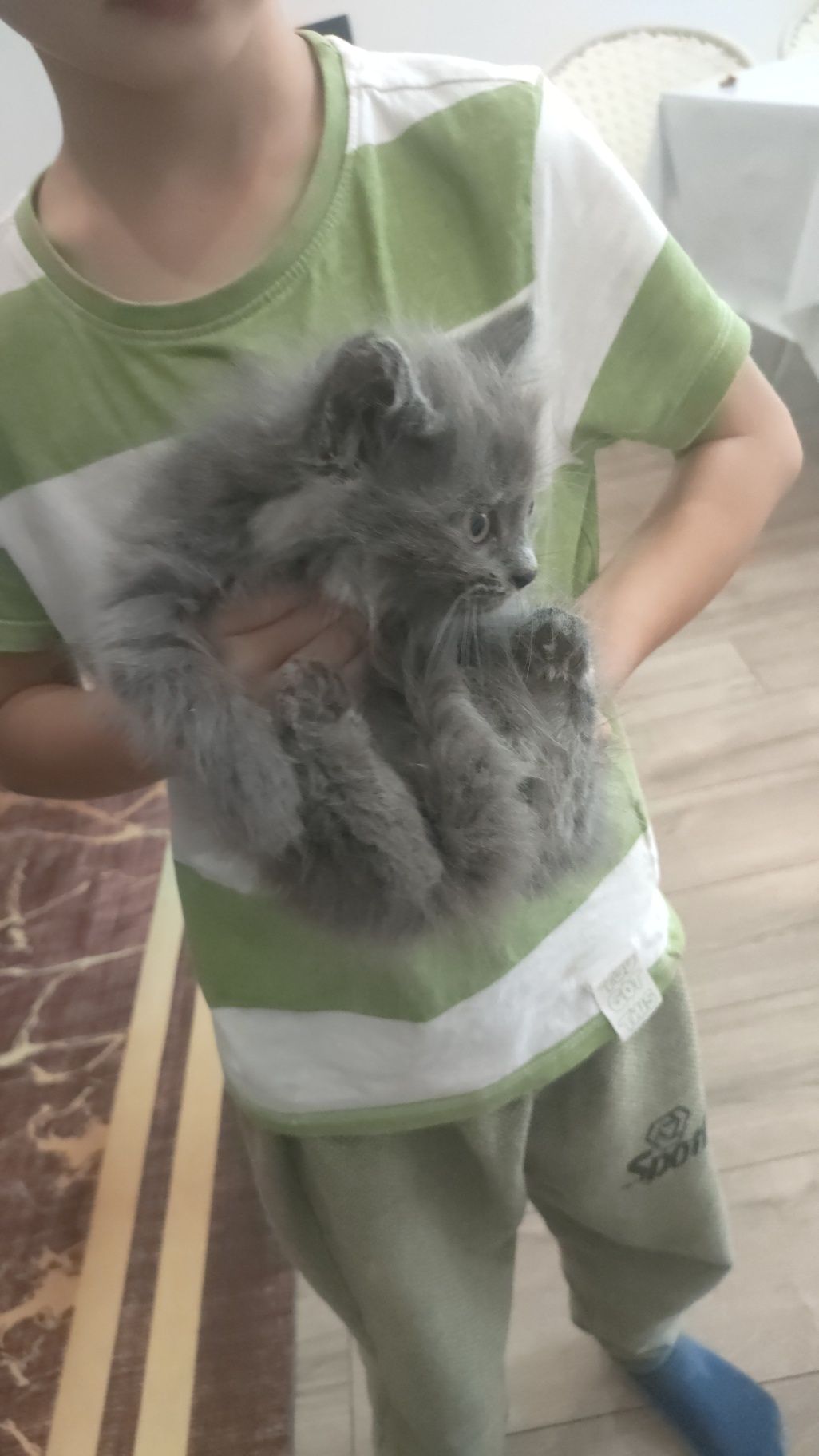 Катенок вислоухий британский