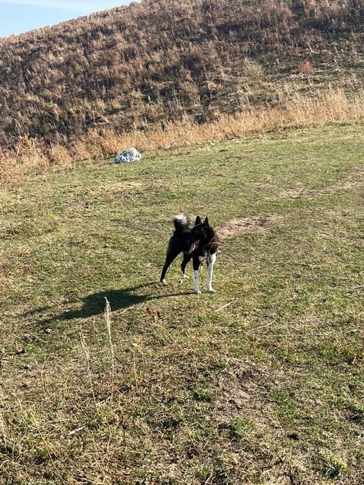 Лайка Рабочий қан