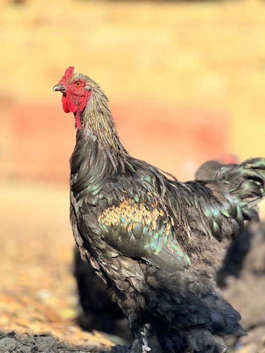 продаю кур порода БРАМА