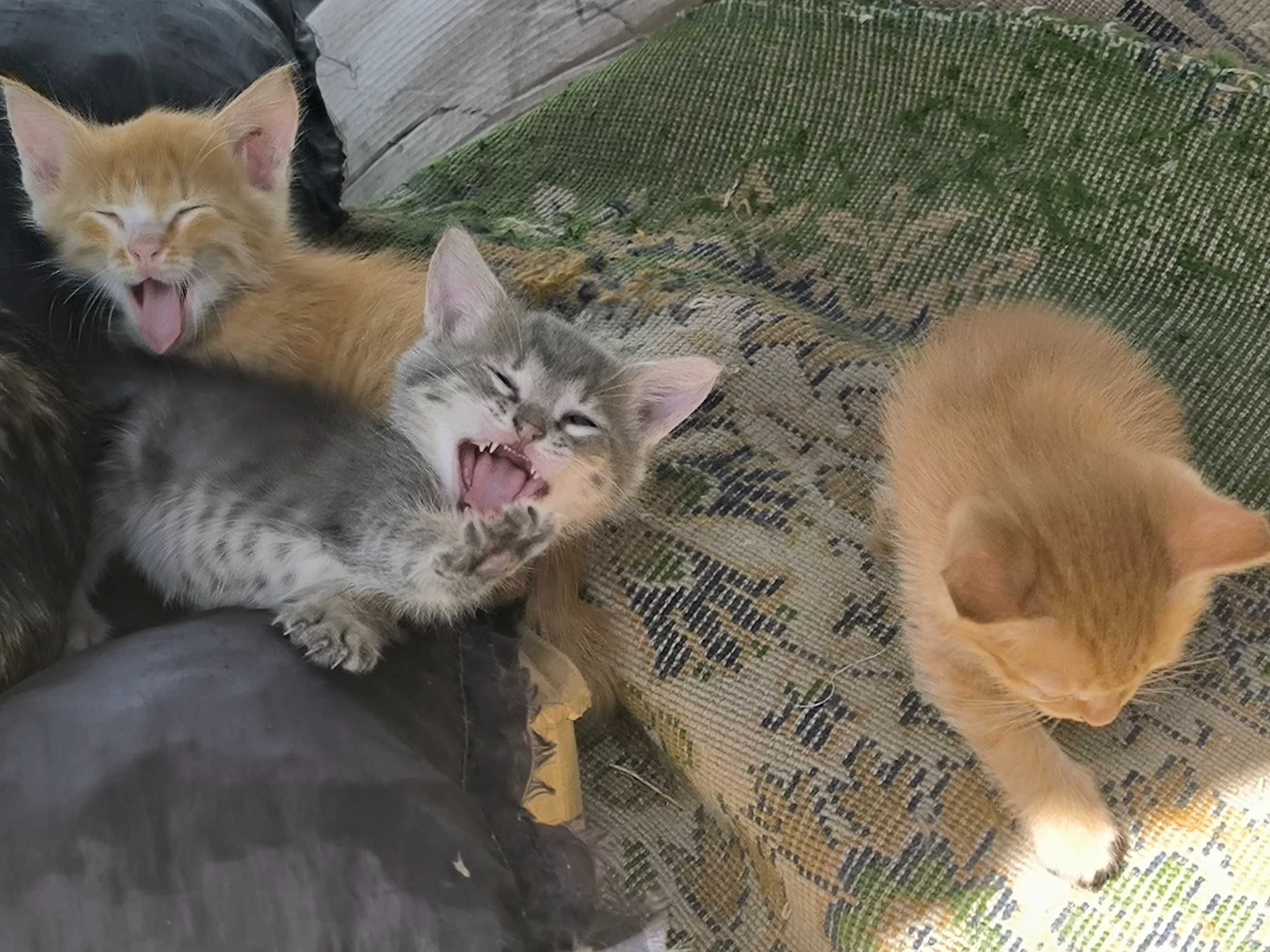 Котята бесплатно