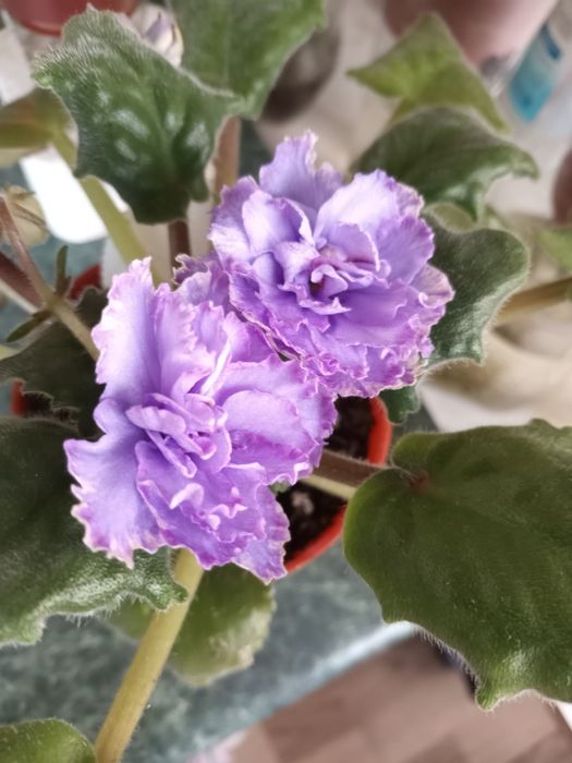 Фиалочки для дома