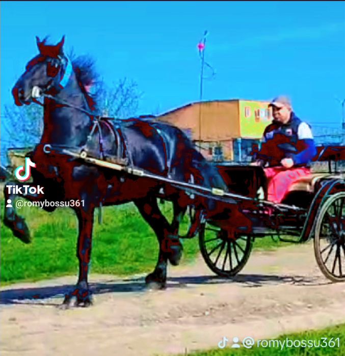 •//cal frizian de vanzare •\\