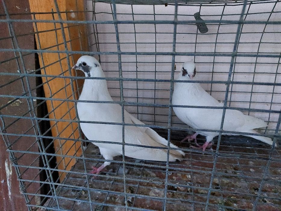 Кептер Құс Голуби