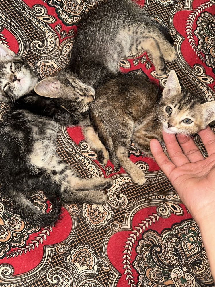 Котято 1 месяц есть 5 штук отдам даром куплю еду на месяц возьмите все