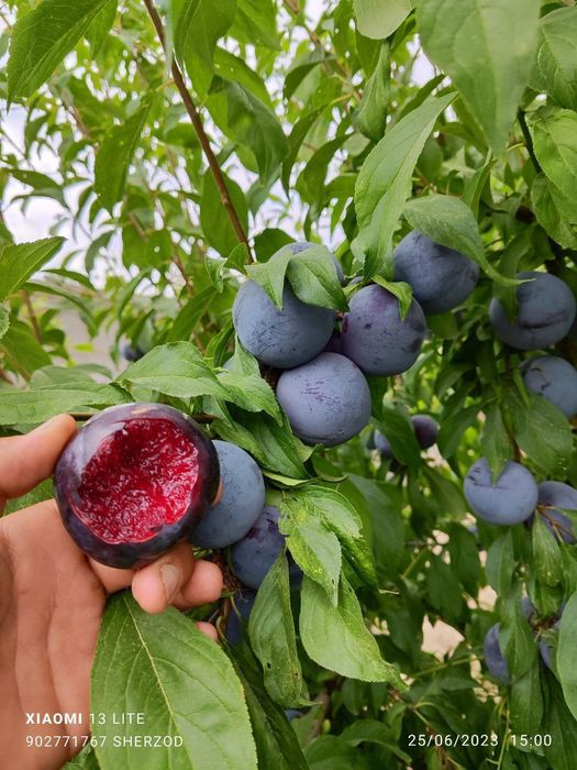 Mevaliy koʻchatlar ishonchliy