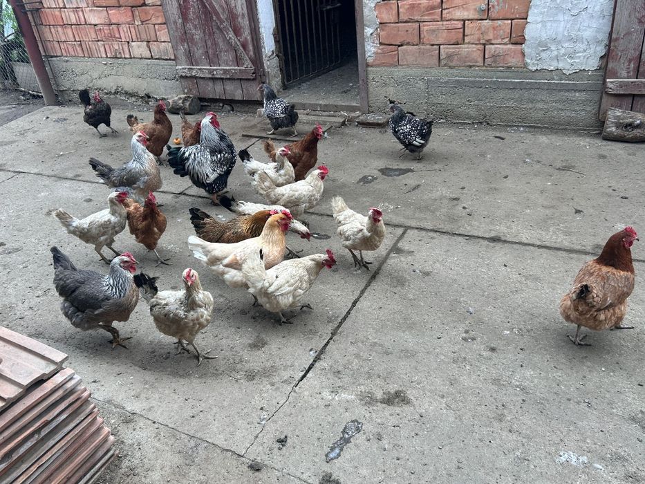 Vând  rațe și găini