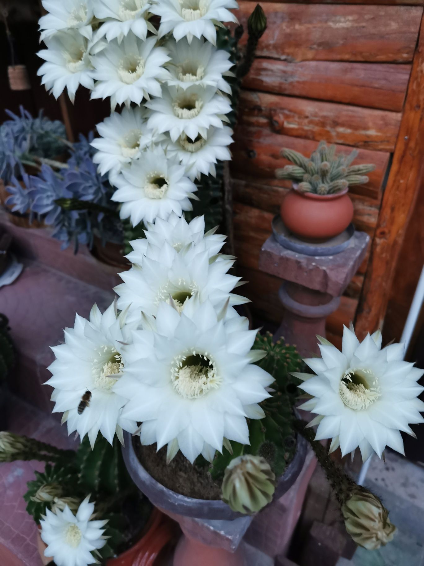 Цъфтящи кактуси Ехинопсис (Echinopsis eyriesii) (различни големини)