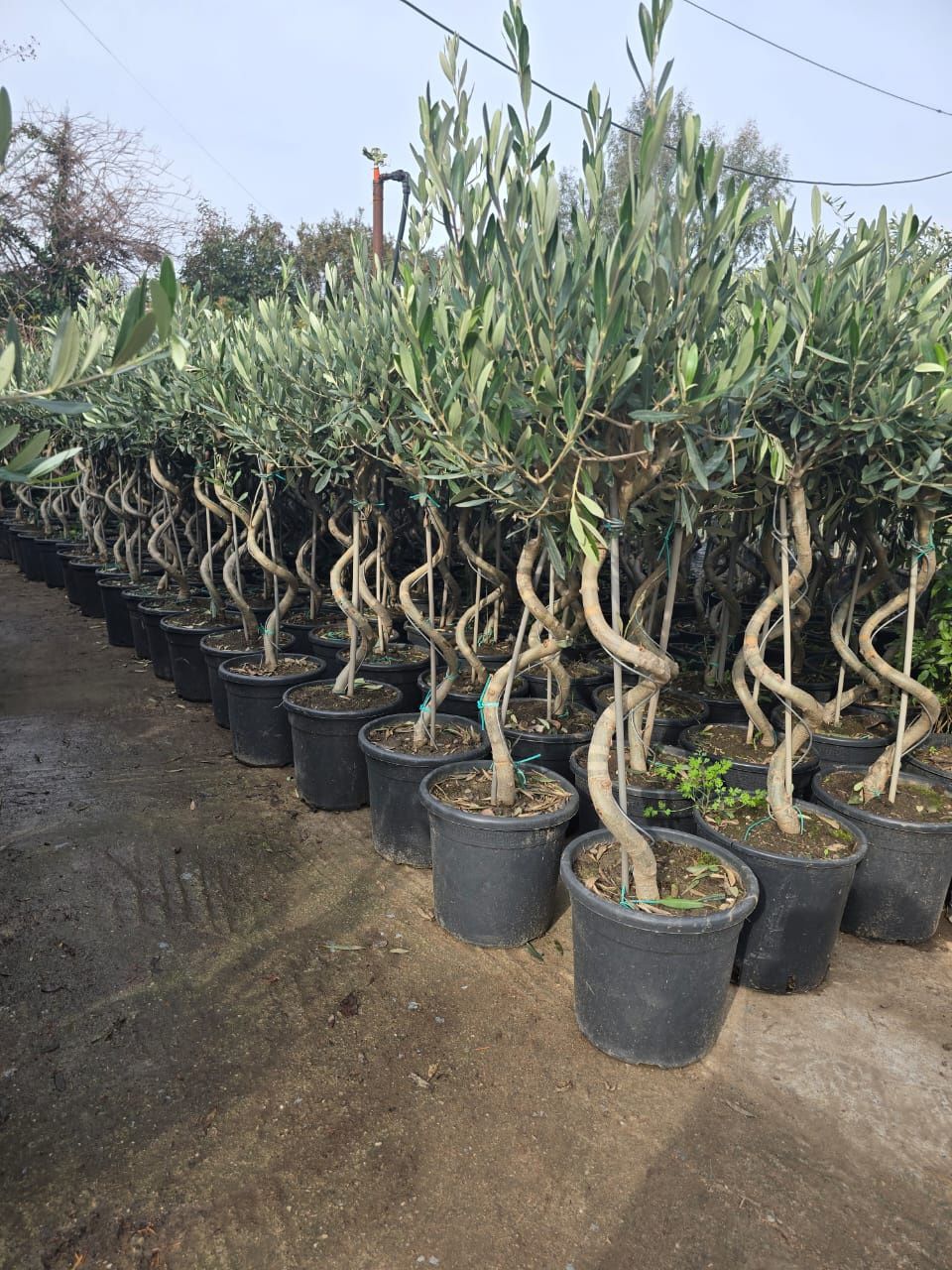 Vând tuia leylandii suntem producător oferim livrare gratuita în toată