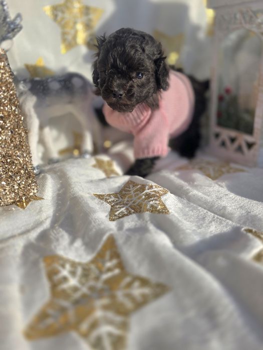 Пудел той /сребърни момичета / с родословие