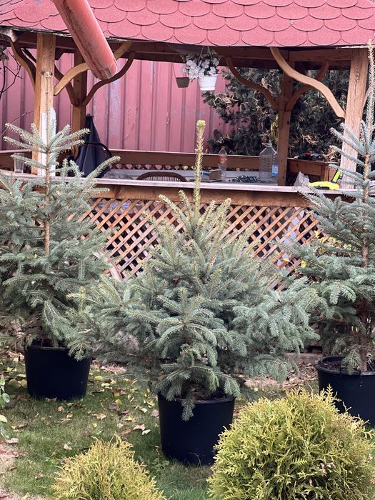 Plante din pepiniera, ienuperi, tuia pitica, brazi argintii, buxus glo