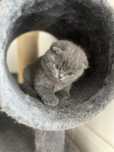 Scottish fold Dispinibil