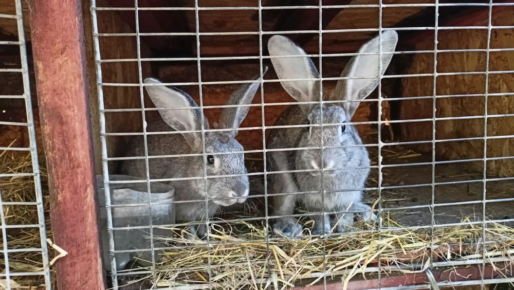 Iepuri de casă 1.5- 2 kg