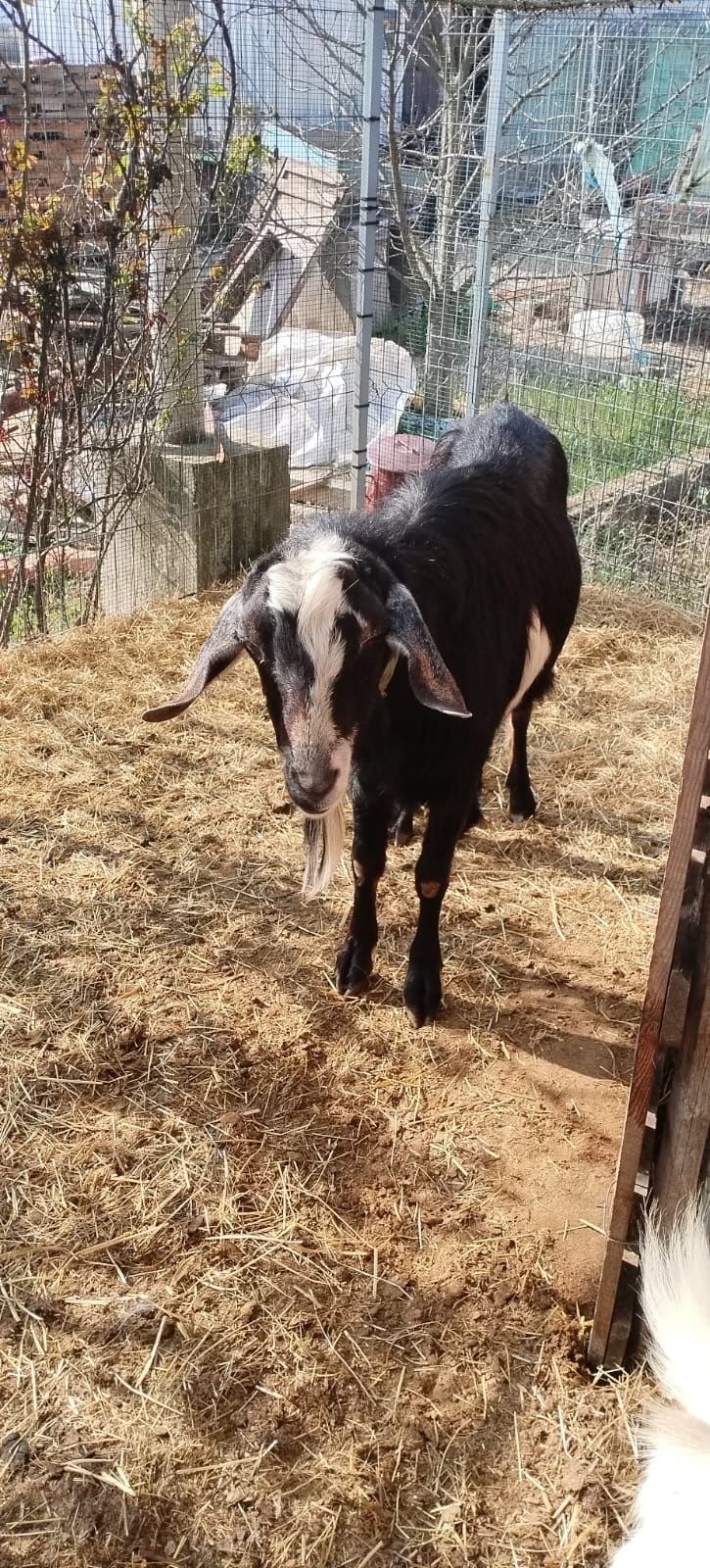 URGENT!!! Vând capre și un țap