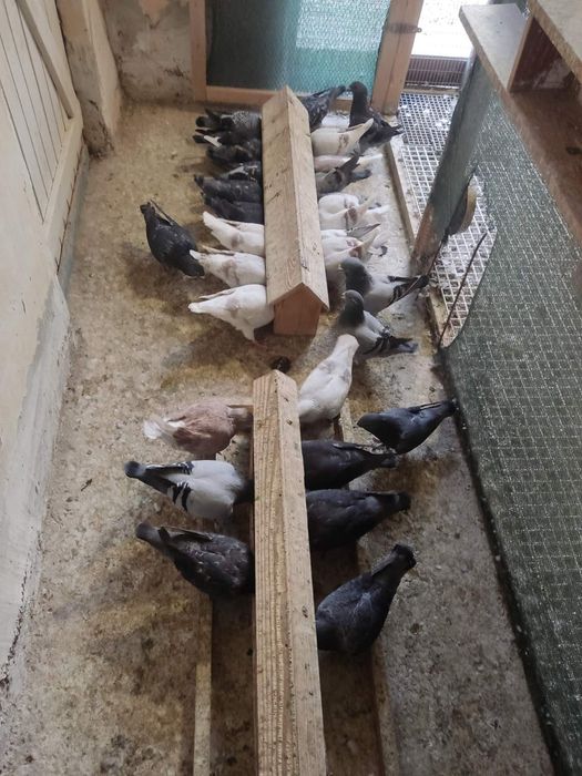 Стандартни пощенски гълъби