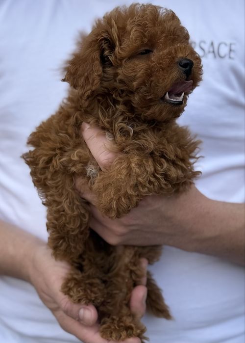 Băietel Poodle TOY - cu pedigree!