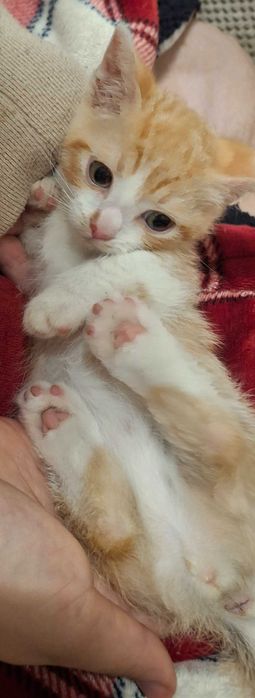 Коте с къси лапички / манчкин