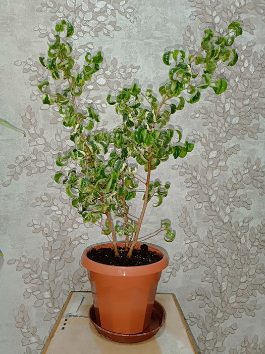 Фикус Бенджамина