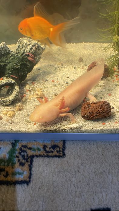 Аксолотль Рыба ящерица