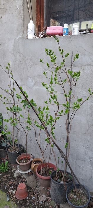 Vand liliac mov in ghiveci