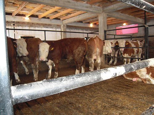 Свежее домашнее мясо