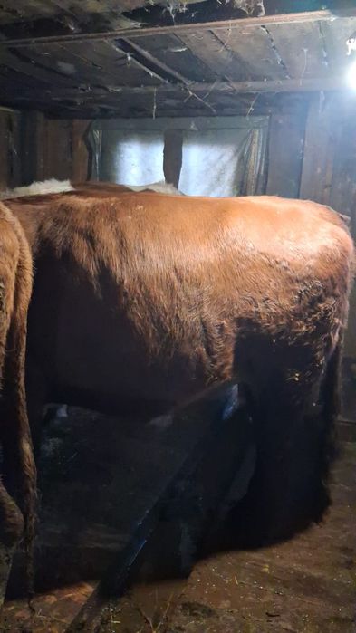 Продам телку возраст