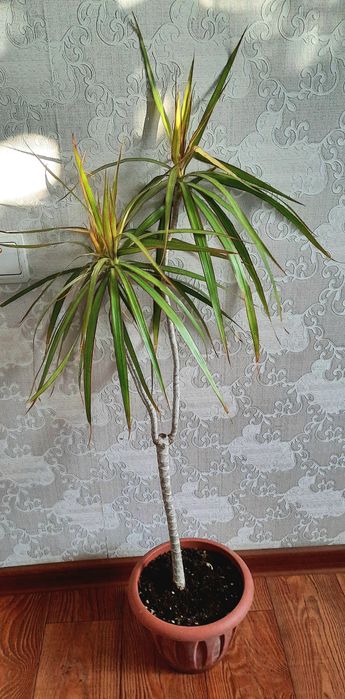 Драцены 4 сорта.