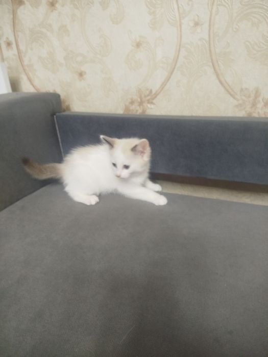 Отдам котят. В добрые заботливые руки