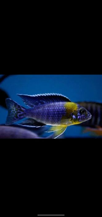 afrika cichlid sotiladi privaznoy