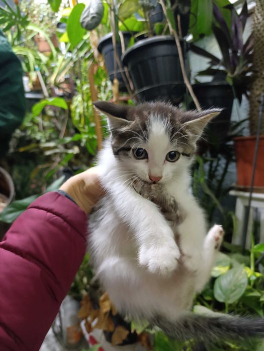 Котенок  мышелов в хорошие руки