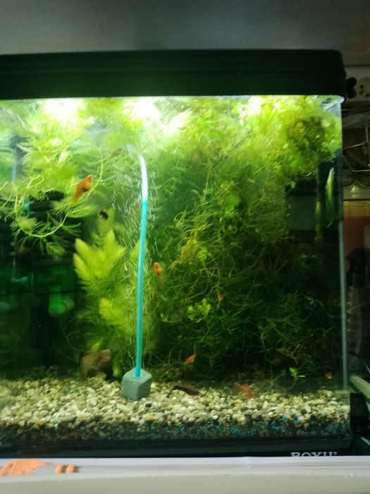 Acvariu complet de 40 litri