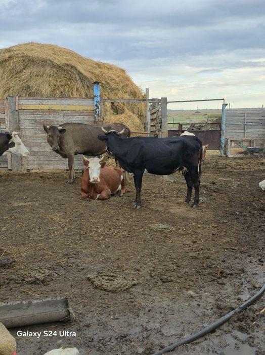 Продаються коровы