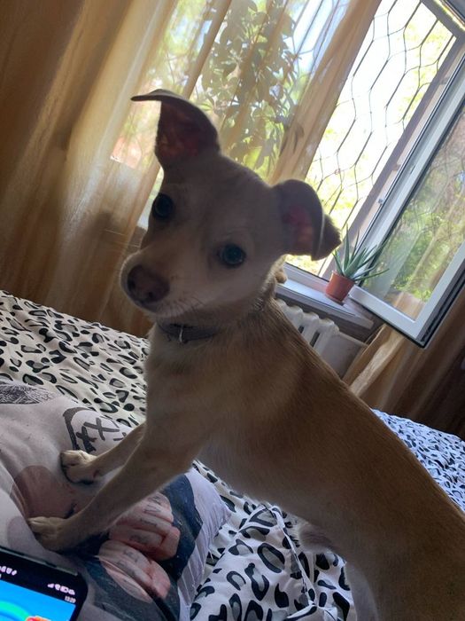 Отдам в добрые руки , мальчик.кличка Боссик.