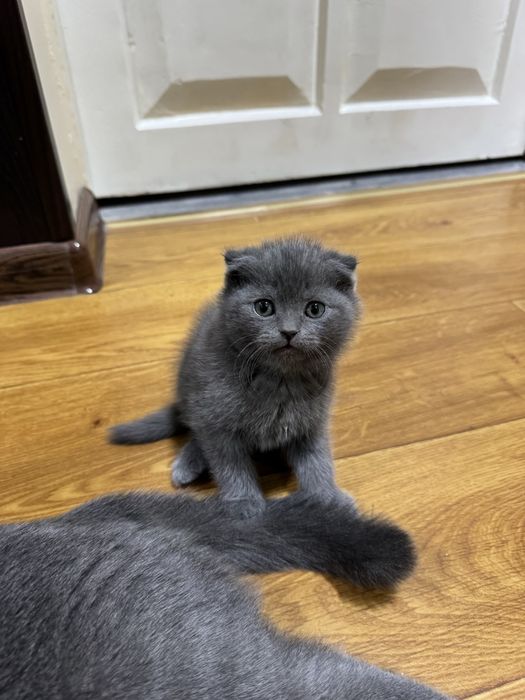 Скотишт фолд и скоттиш страйт